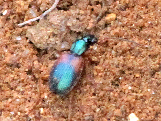 Anchomenus dorsalis